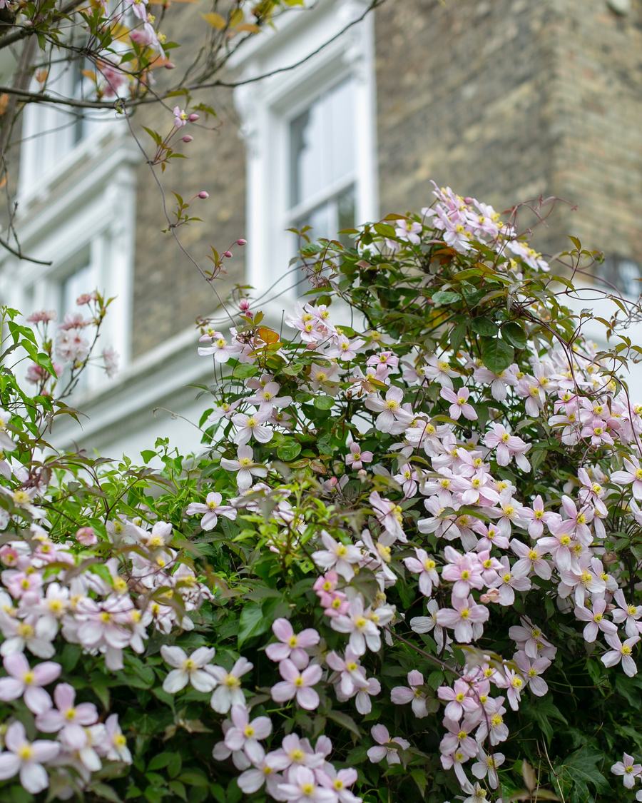 Pale pink clematis flowering against the yellow-brick and white-stucco façade of a London townhouse.